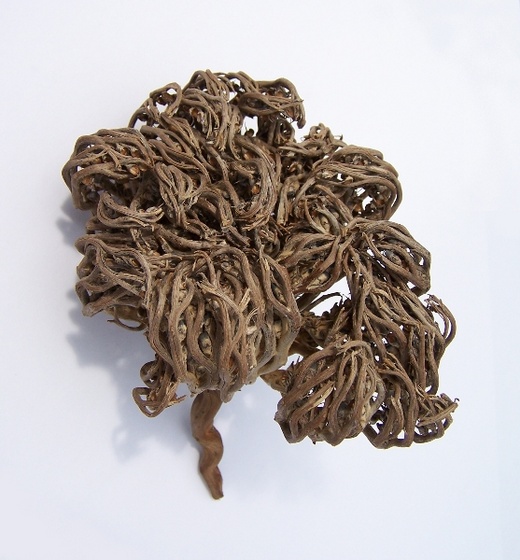 Anastatica hierochuntica Rose von Jericho 1