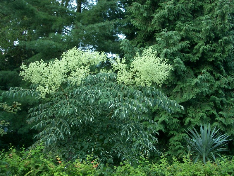 Aralia spinosa Herkuleskeule 2