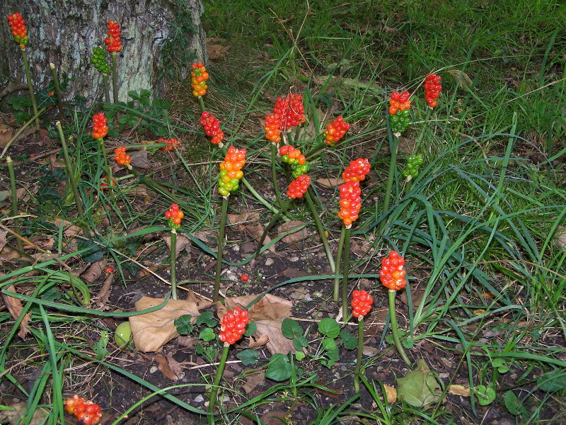 Arum maculatum Gefleckter Aronstab 1