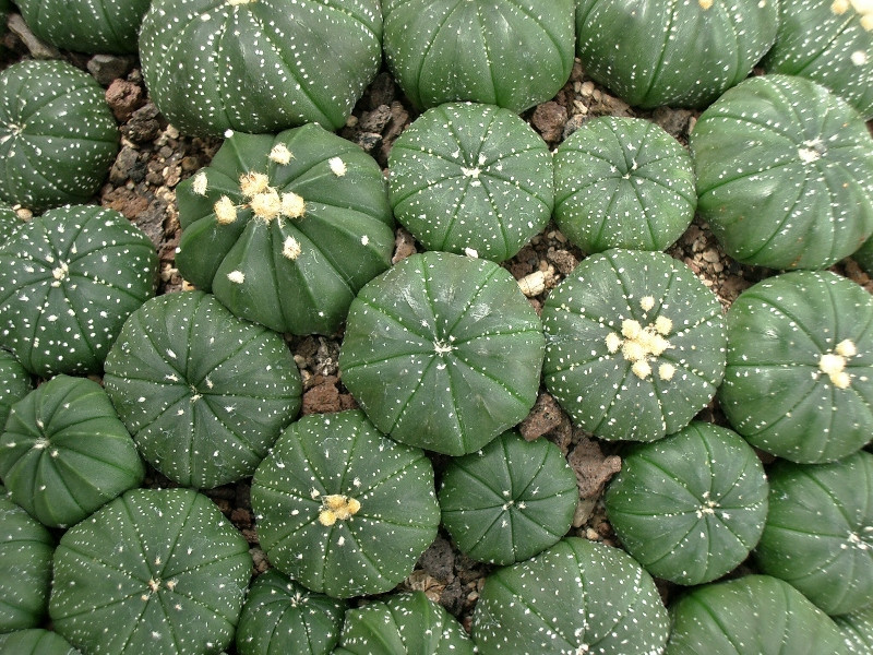 Astrophytum asterias Seeigelkaktus 1