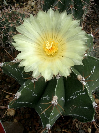 Astrophytum ornatum Moenchskappe 1