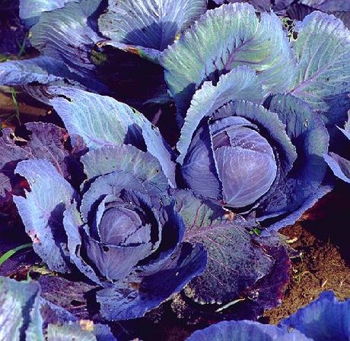 Brassica oleracea convar.capitata var.capitata f.rubra