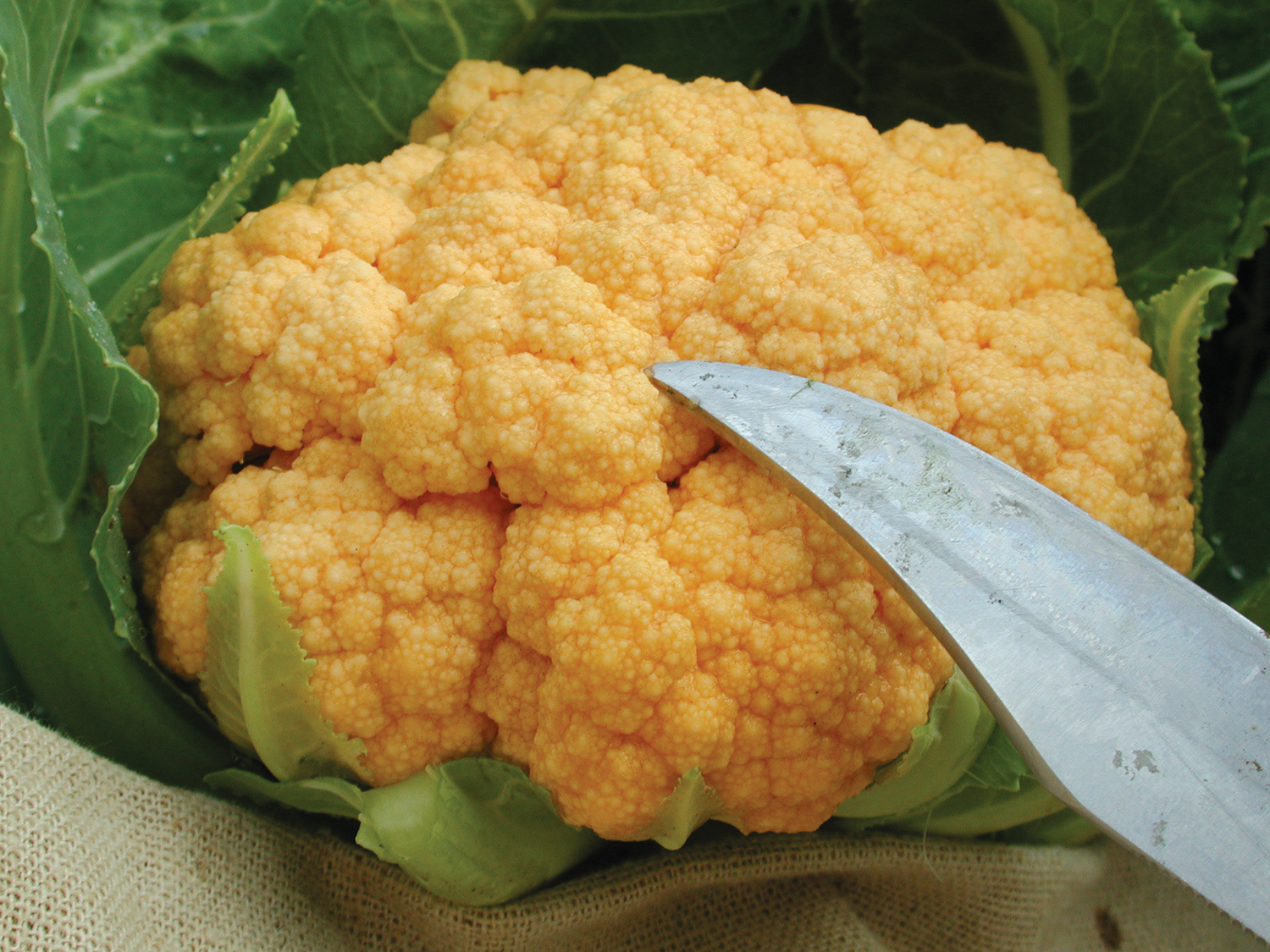 CauliflowerCheddar