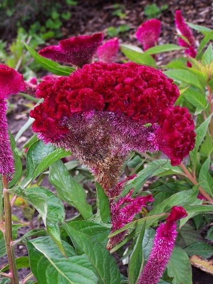 Celosia argentea var. cristata Hahnenkamm 2