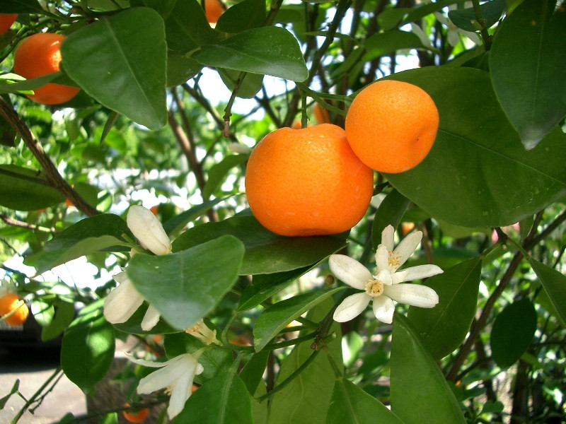 Citrus reticulata var. deliciosa Mandarine 1