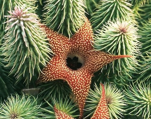 h pillansii