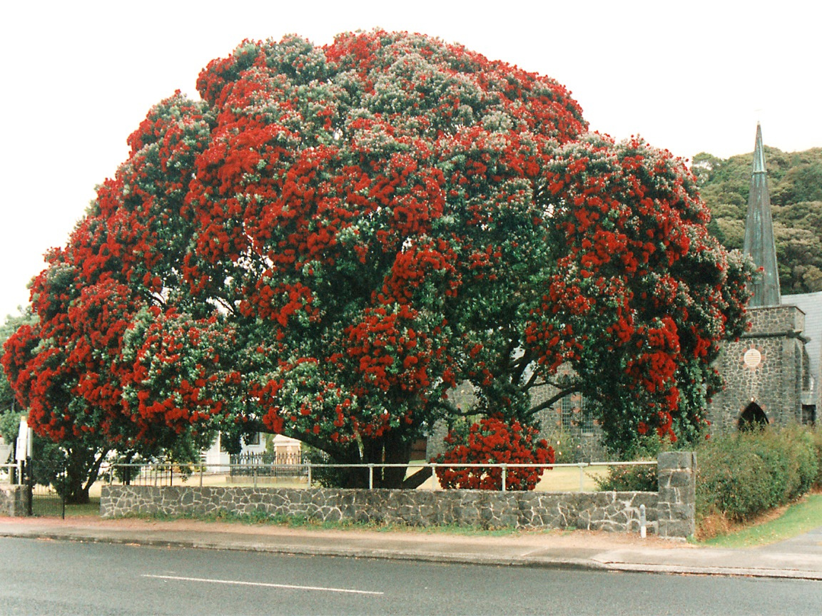 PaihiaPohutakawa