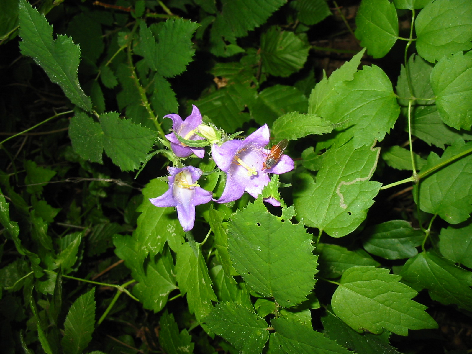 Magyar-forrás