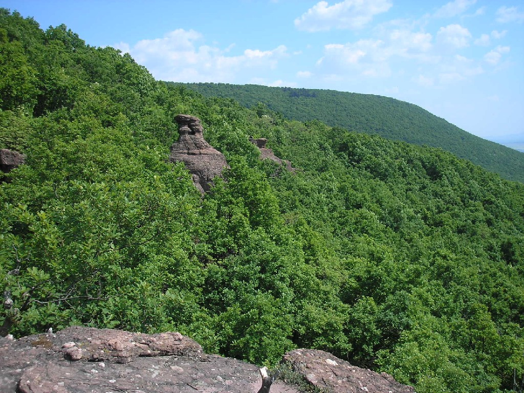 erdő-virágok-kővek 083