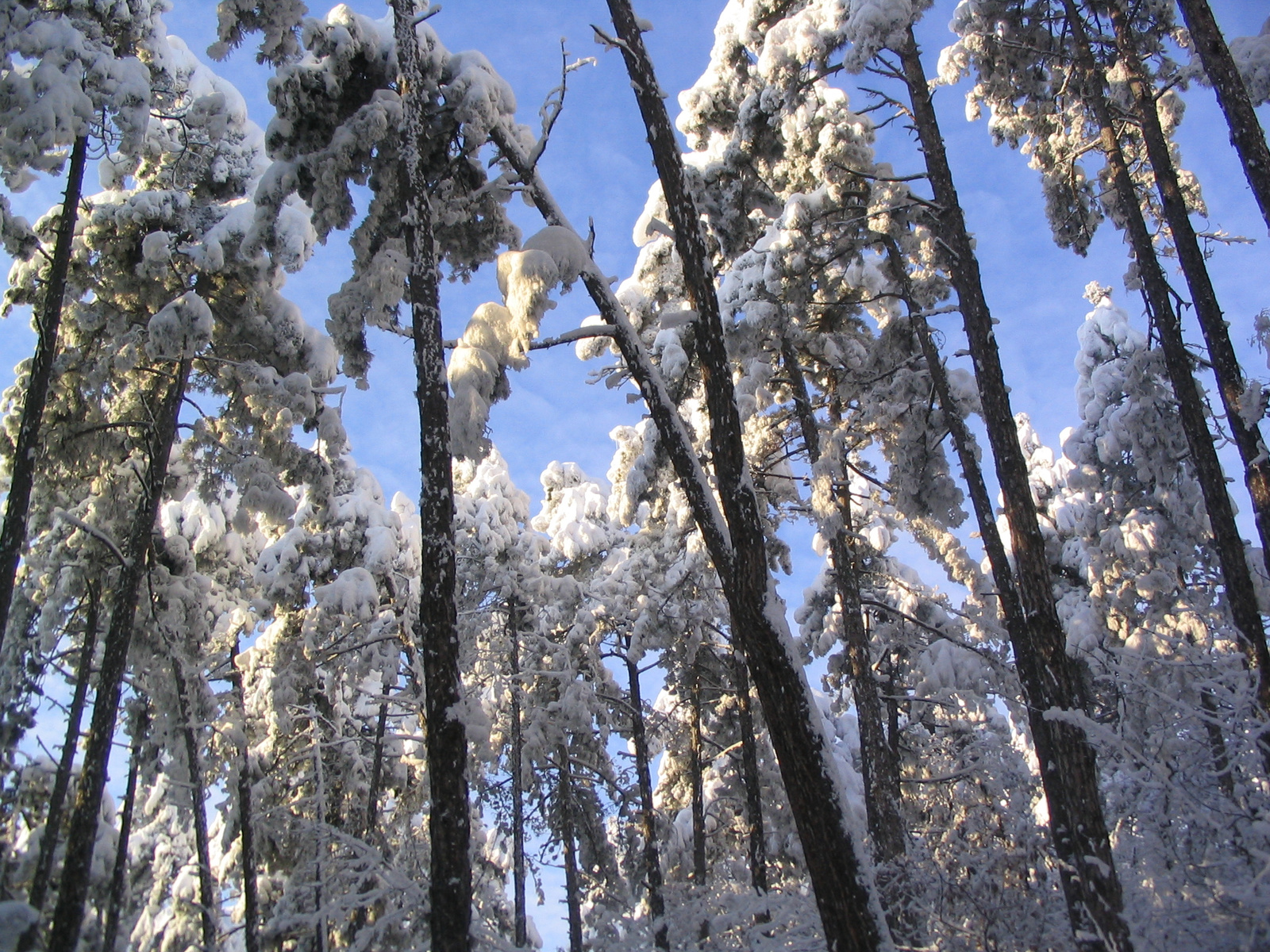 Téli Mecsek(2008.január 4.) 019