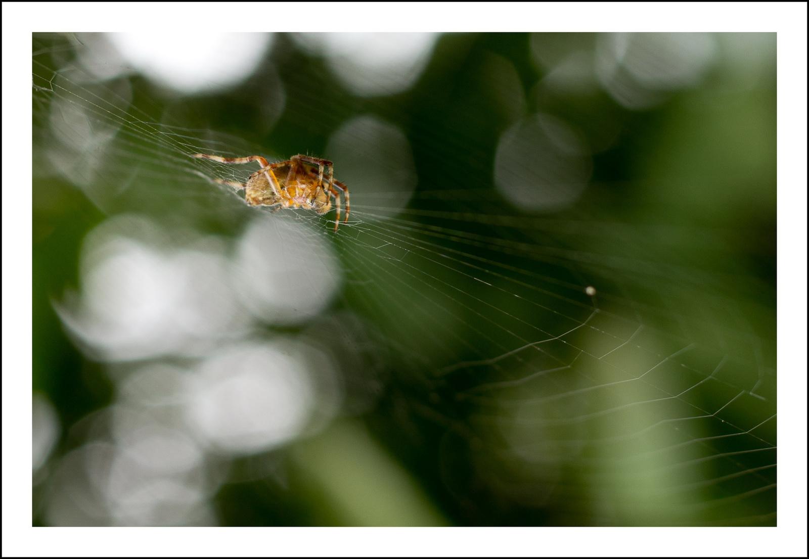 Harmadoló, keret, bokeh, pók, éles, életlen, színes, háló