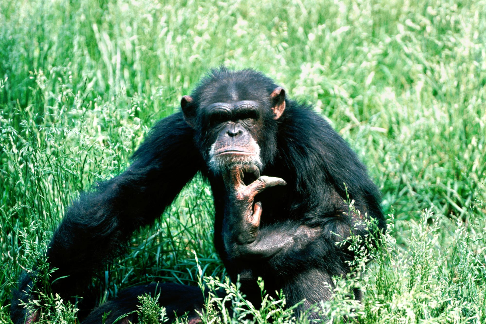 csimpanz chimpanzee06