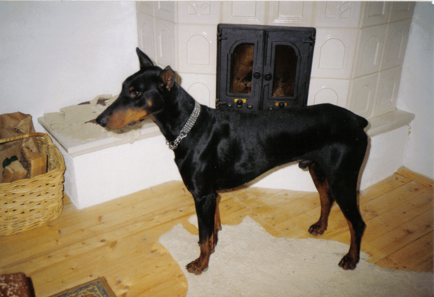 Basa, a dobermann