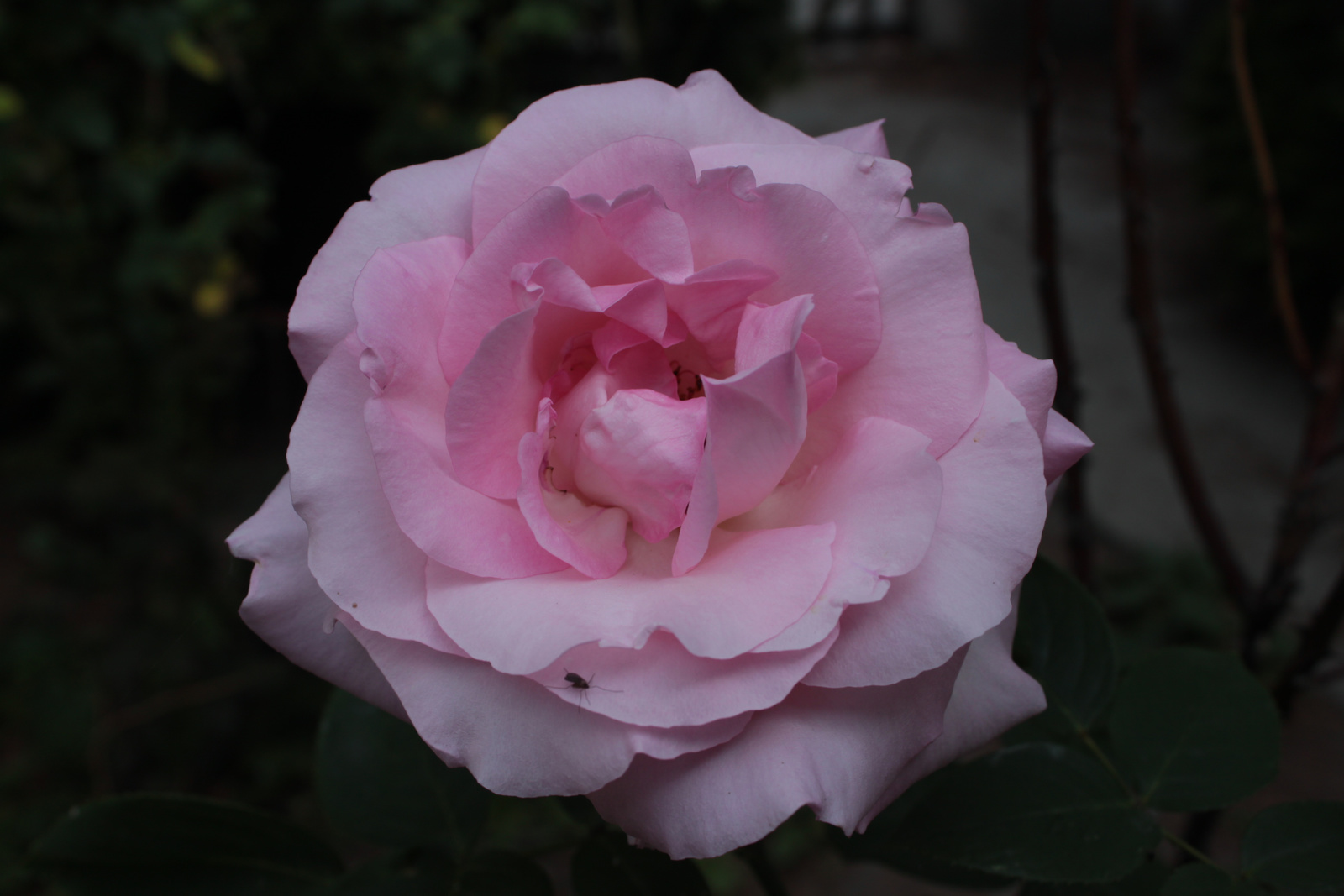 A rózsaszínű rózsám