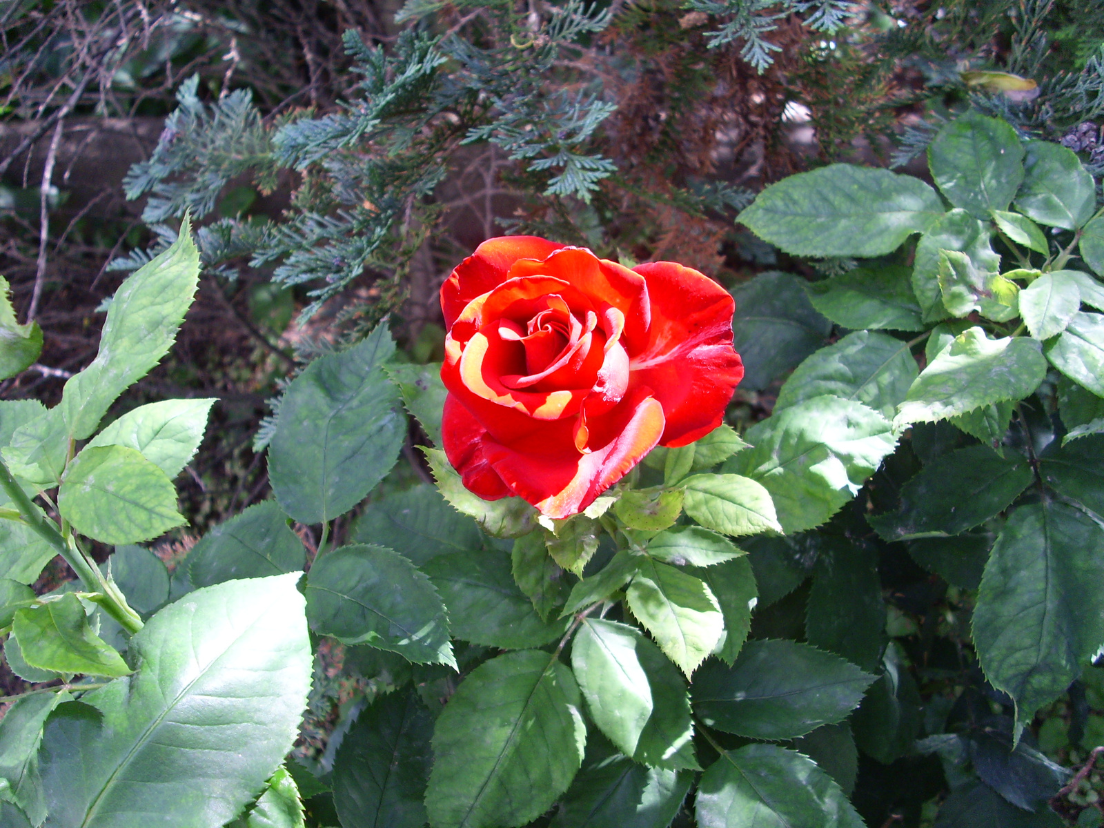 rózsa a kertemből