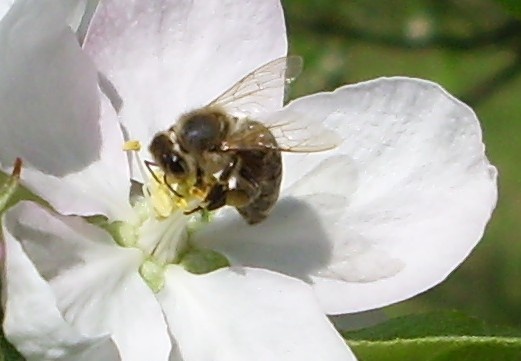 Méh munkában