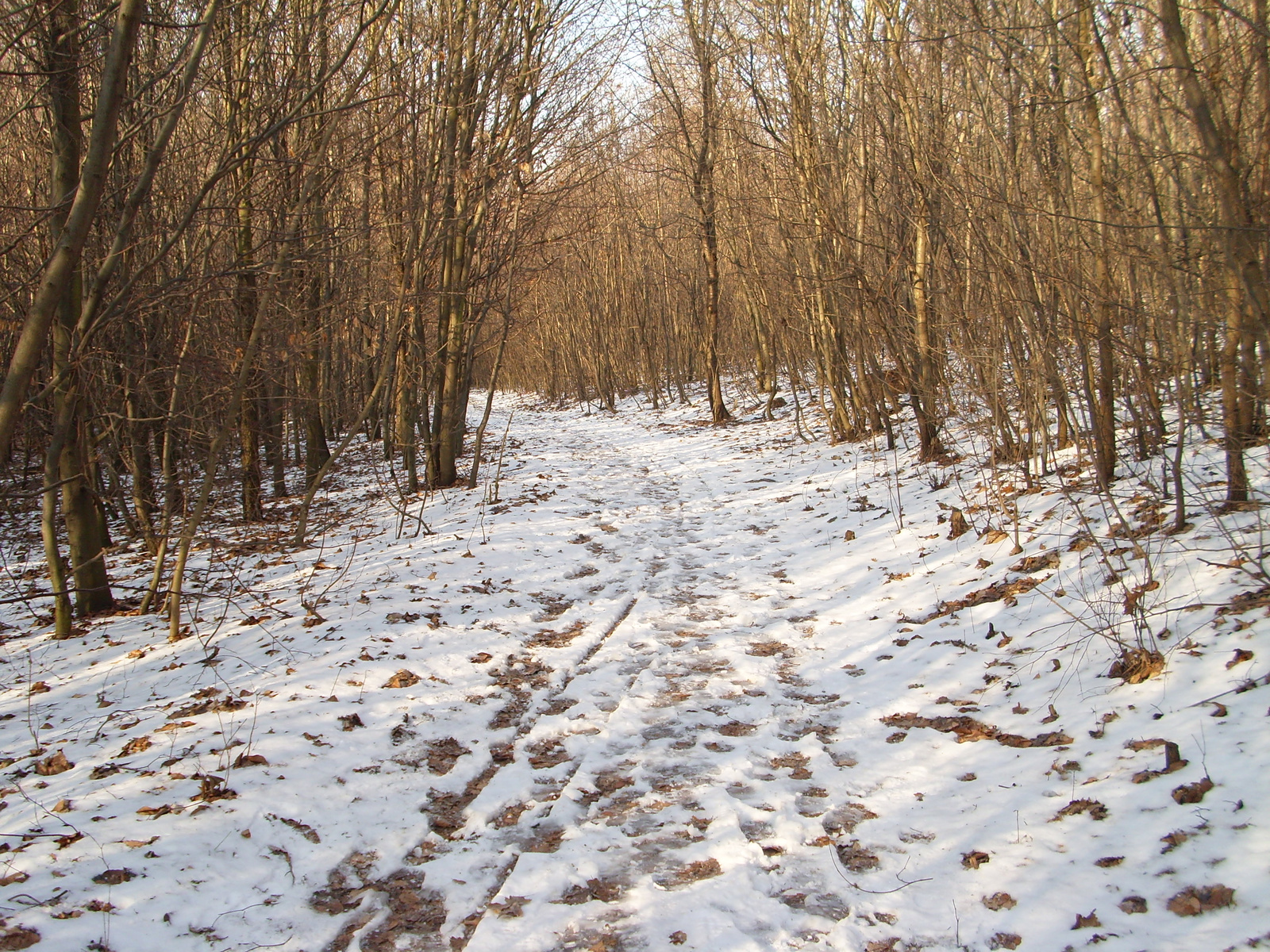 Téli út az erdőben