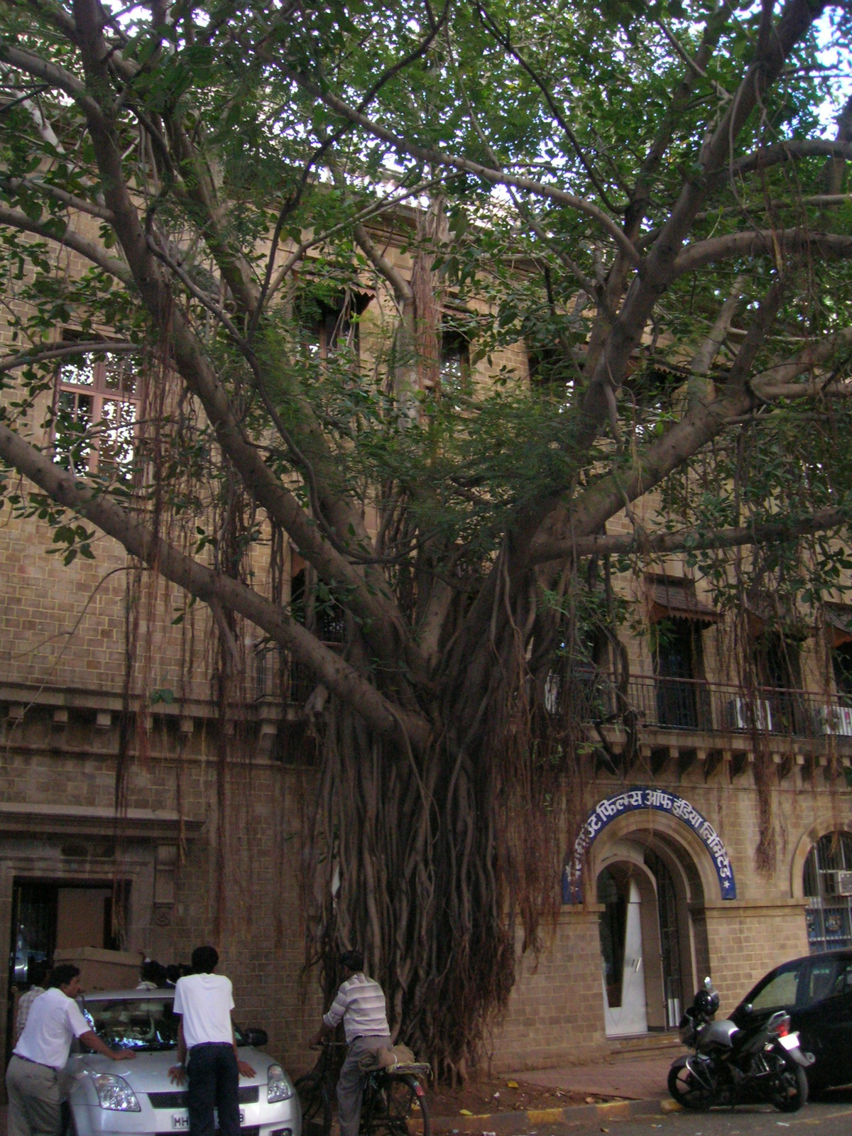 banyan tree