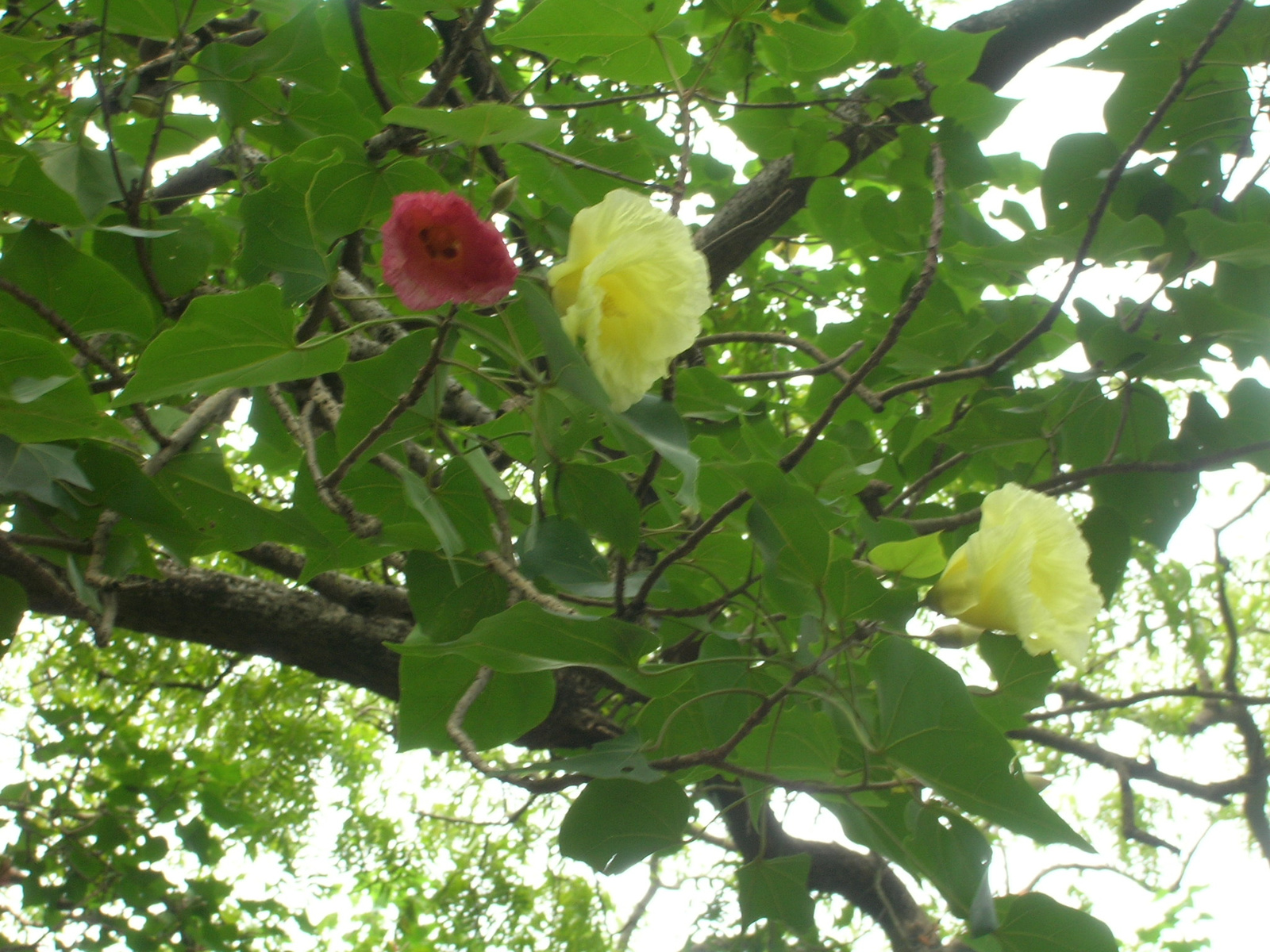 flowers of a tree