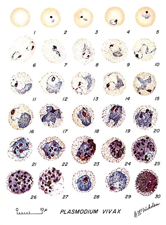 plasmodium vivax (Ho)