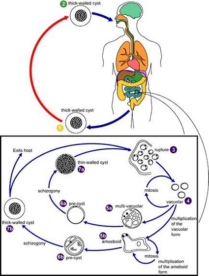 blastocystis hominis life cycle