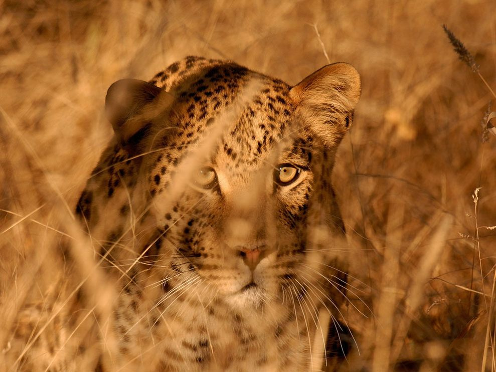 leopard-namibia 8620 990x742