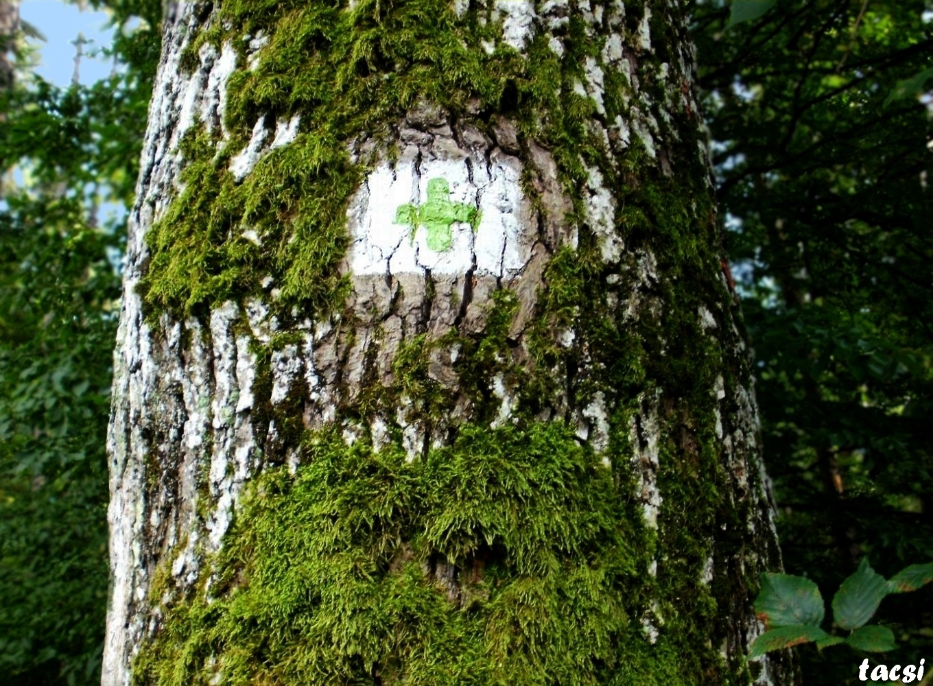 Öreg fa turista jelzéssel
