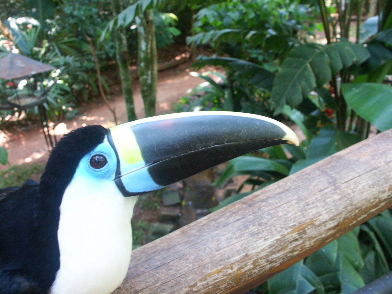 Iguazu 064