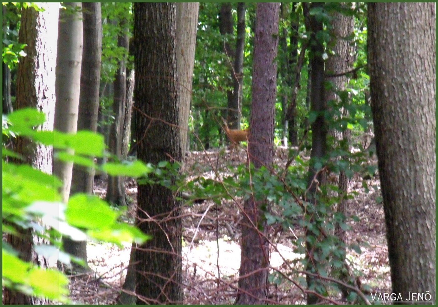 Nyári erdő őzikével  (2010)