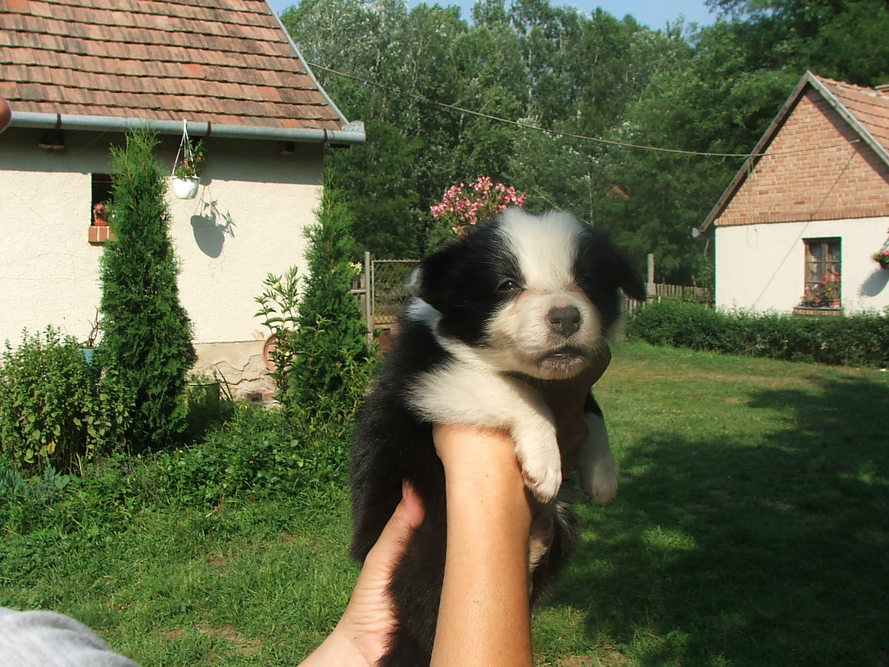 2011 .Lajosmizse-Forestry Farm 110