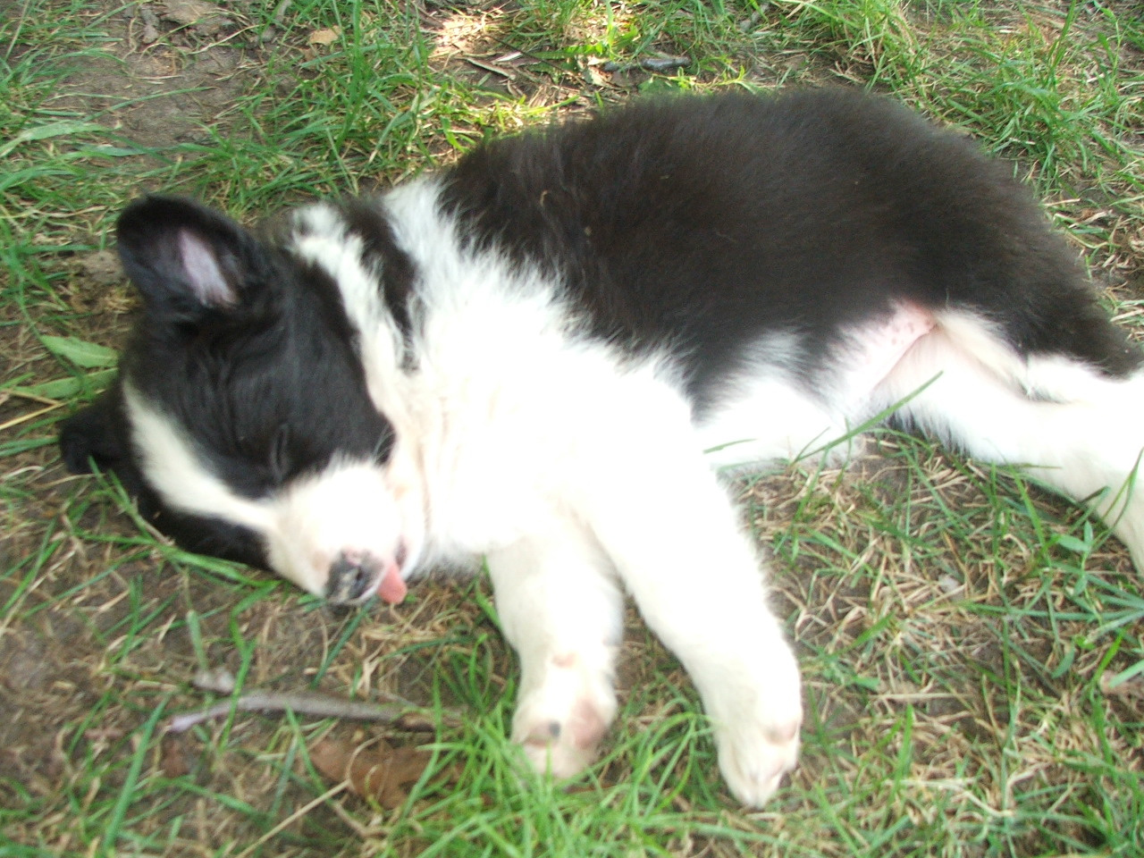 2011 .Lajosmizse-Forestry Farm 200