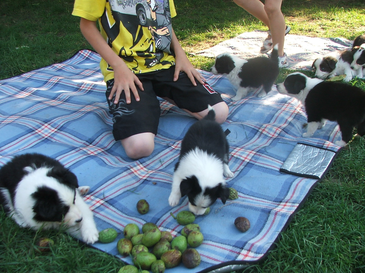 2011 .Lajosmizse-Forestry Farm 208