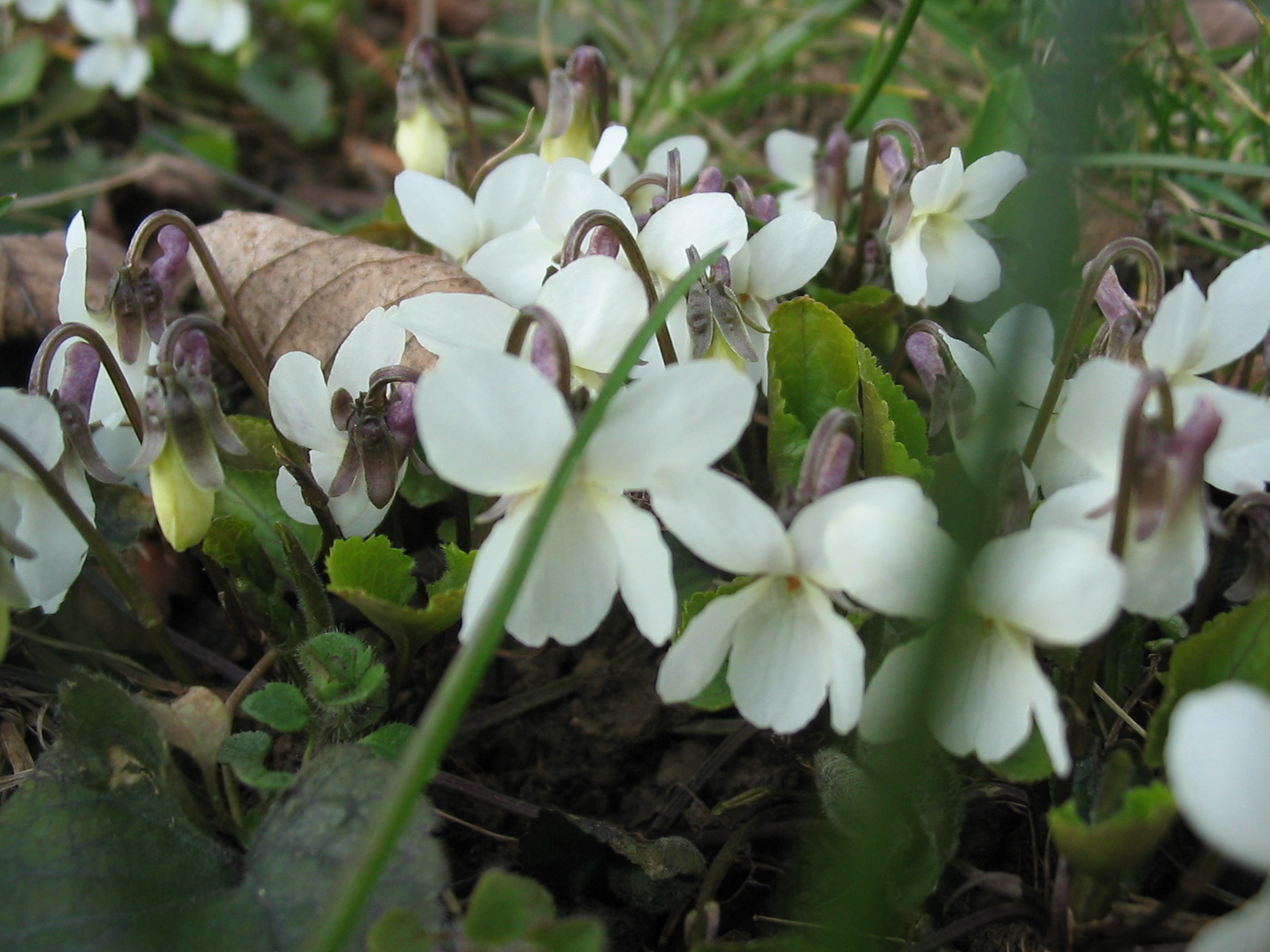 2009 03 23 Szőlő 016