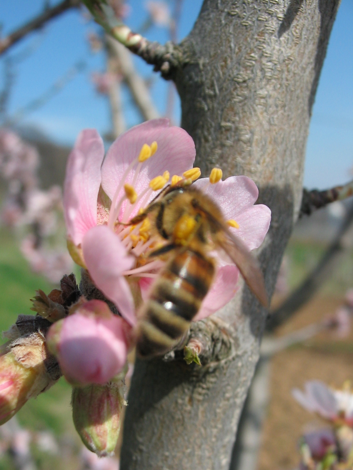 2009 04 02 szőlő 017