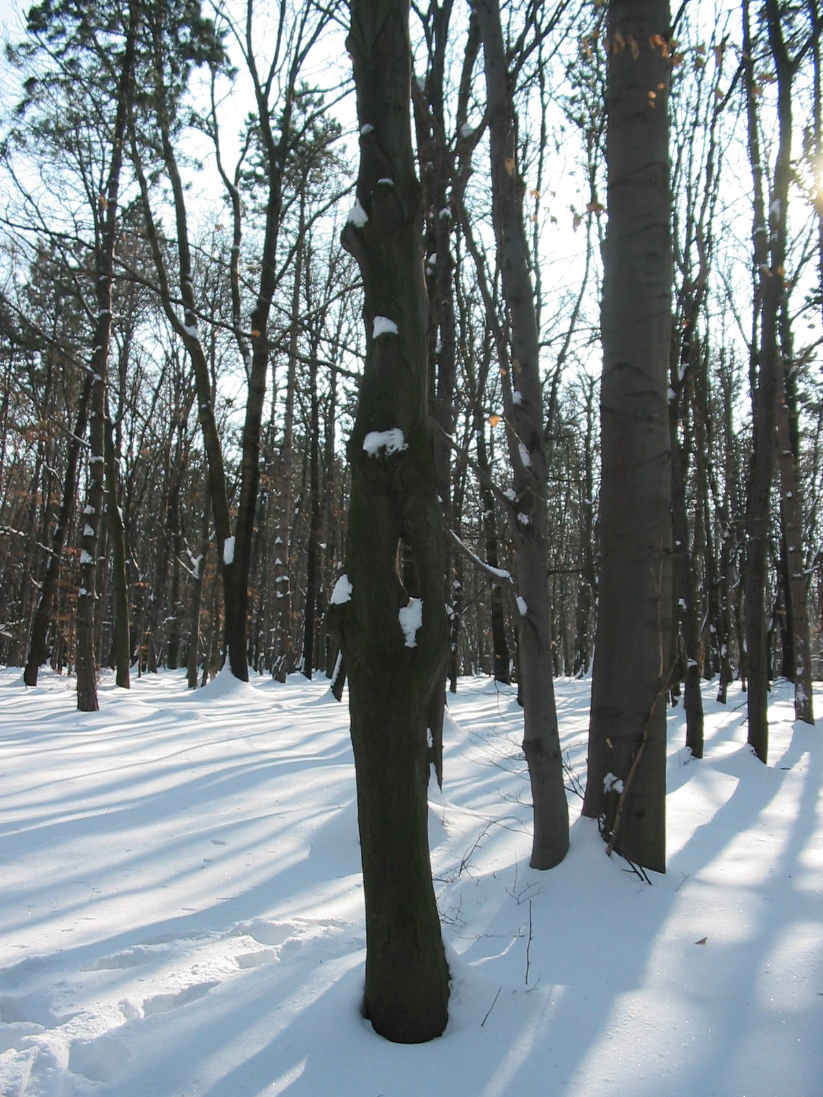 2010 02 14  Állatkert-Szentkút 024