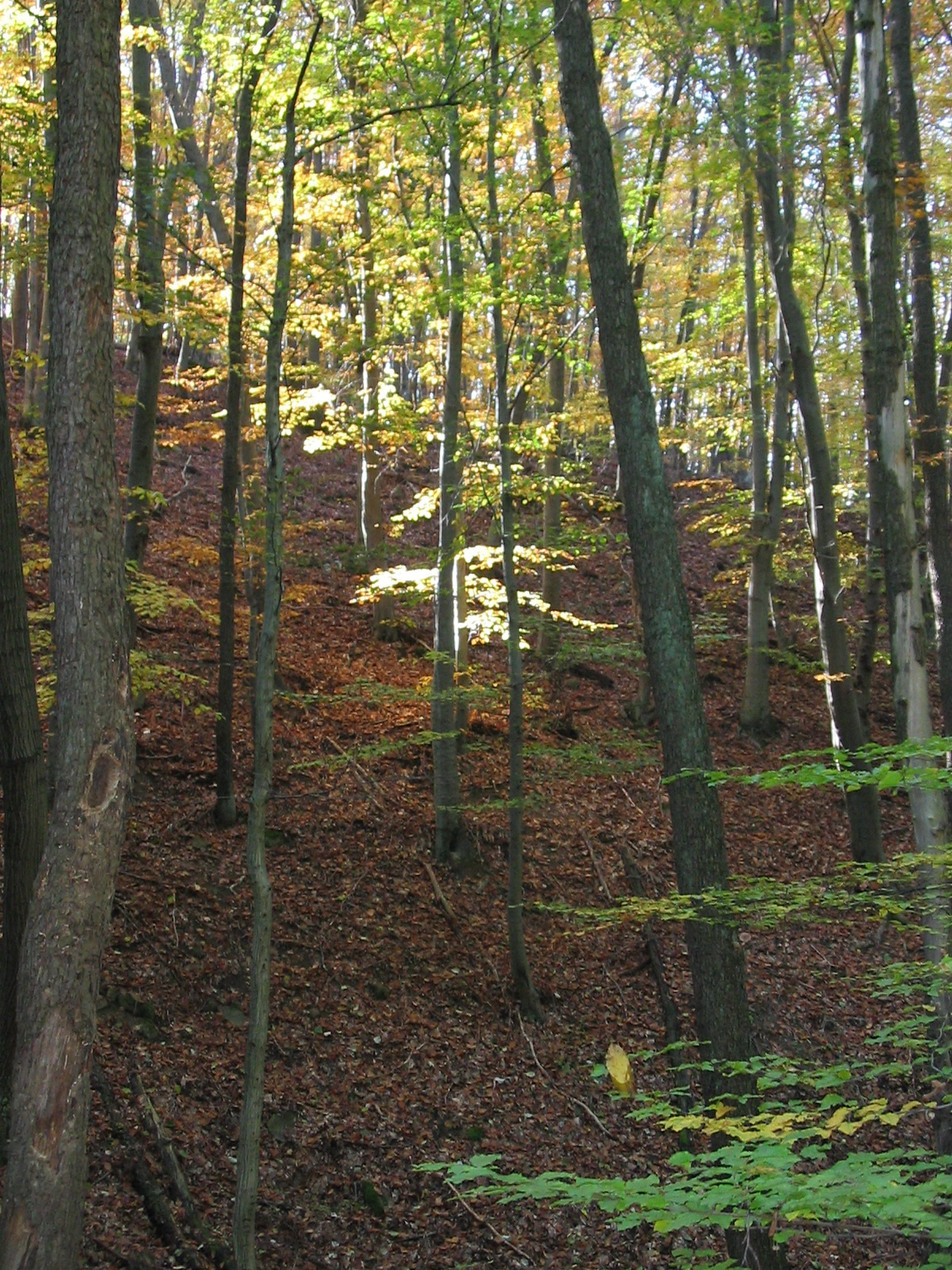 2010 10 23 Hosszúhetény -Szőlő 047