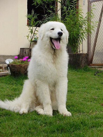 450px-Kuvasz Prince Juninho Poster