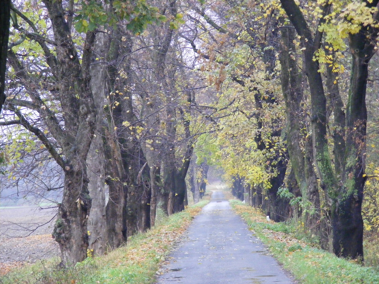 Tisza ártéri fasor