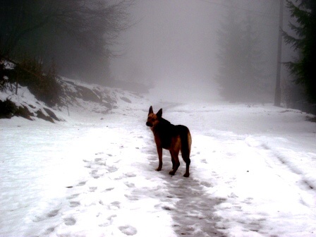 kutya nagy köd van