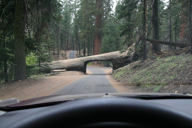 tree-tunnel