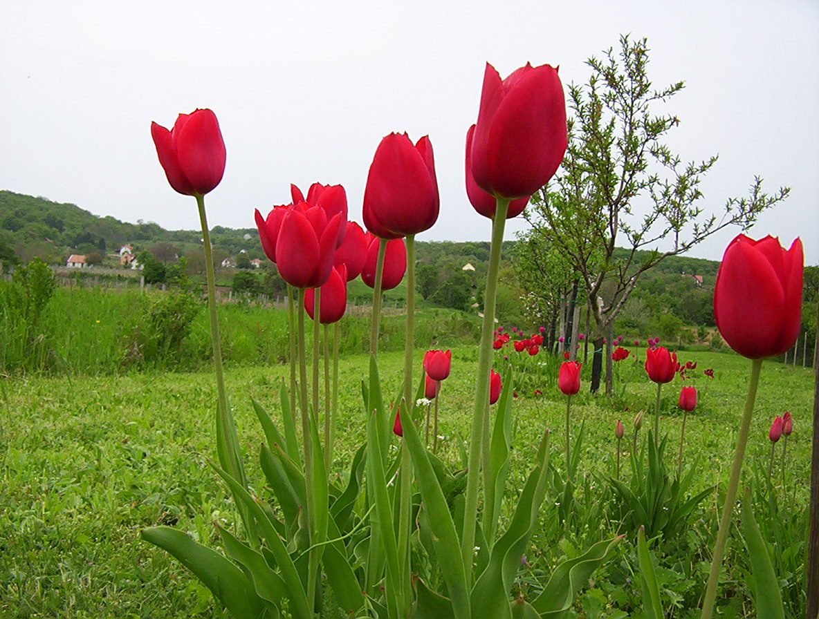 tulipánok 002