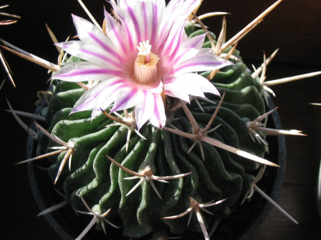 echinofossulocactus