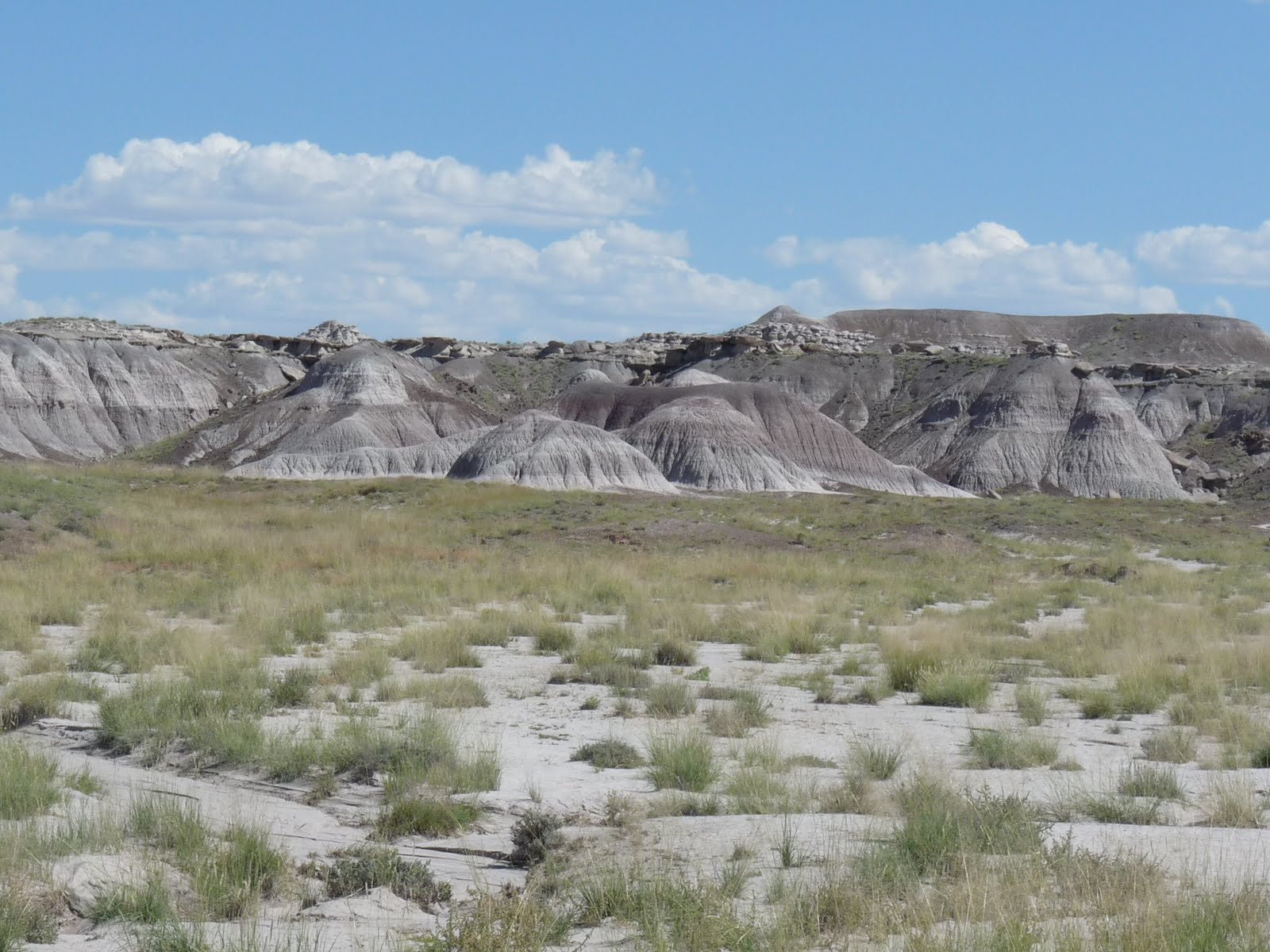 074Southwest Petrified Forest