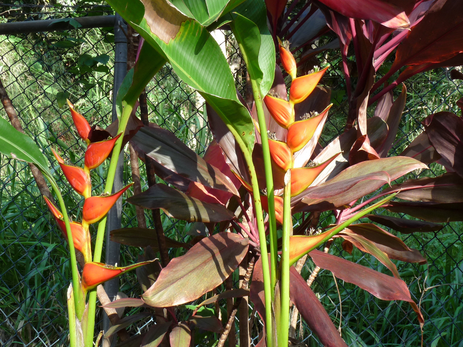 0330 Maui-Tropical Gardens