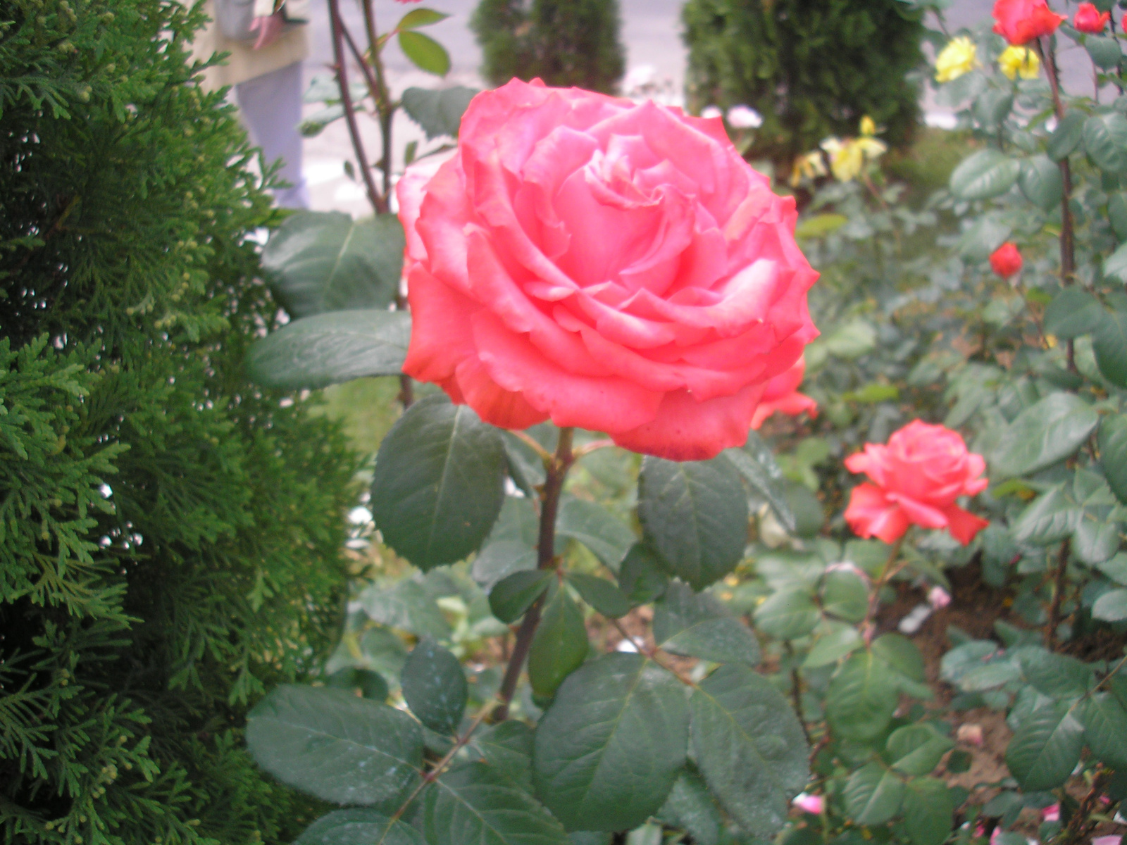 Egy rózsa szál