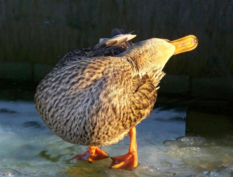 Mini my duck