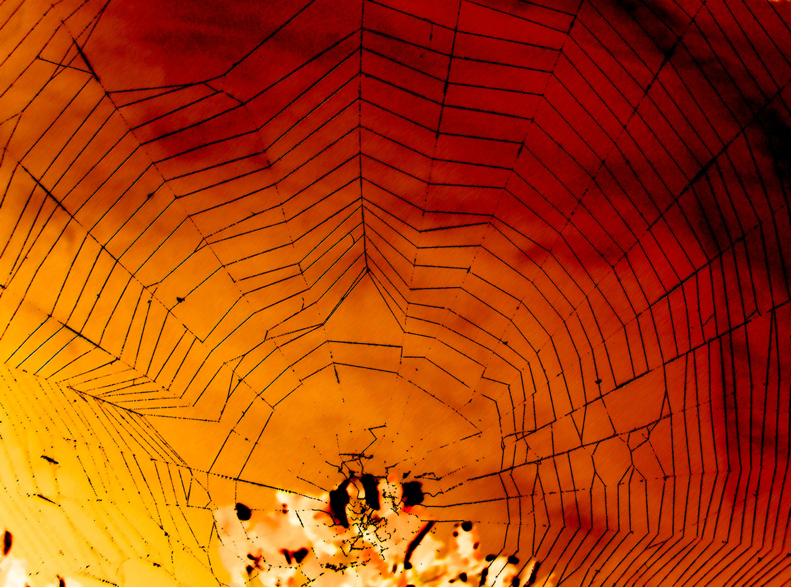 A pók hálójában