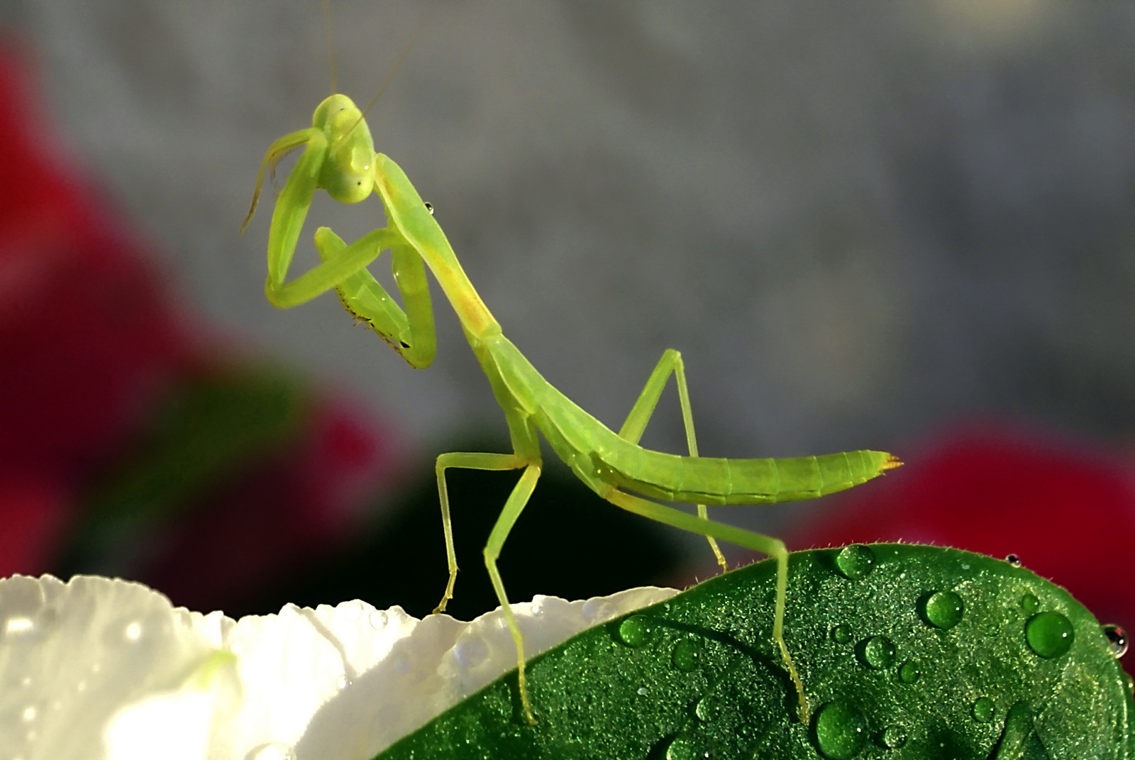 Praying Mantis