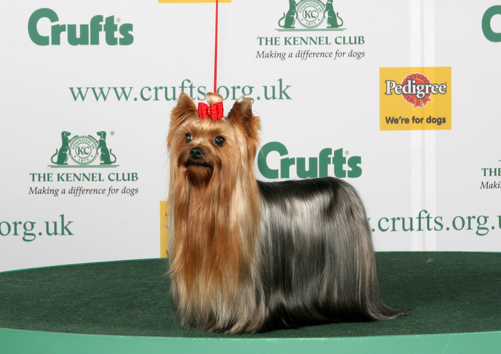 094yorkshire terrier