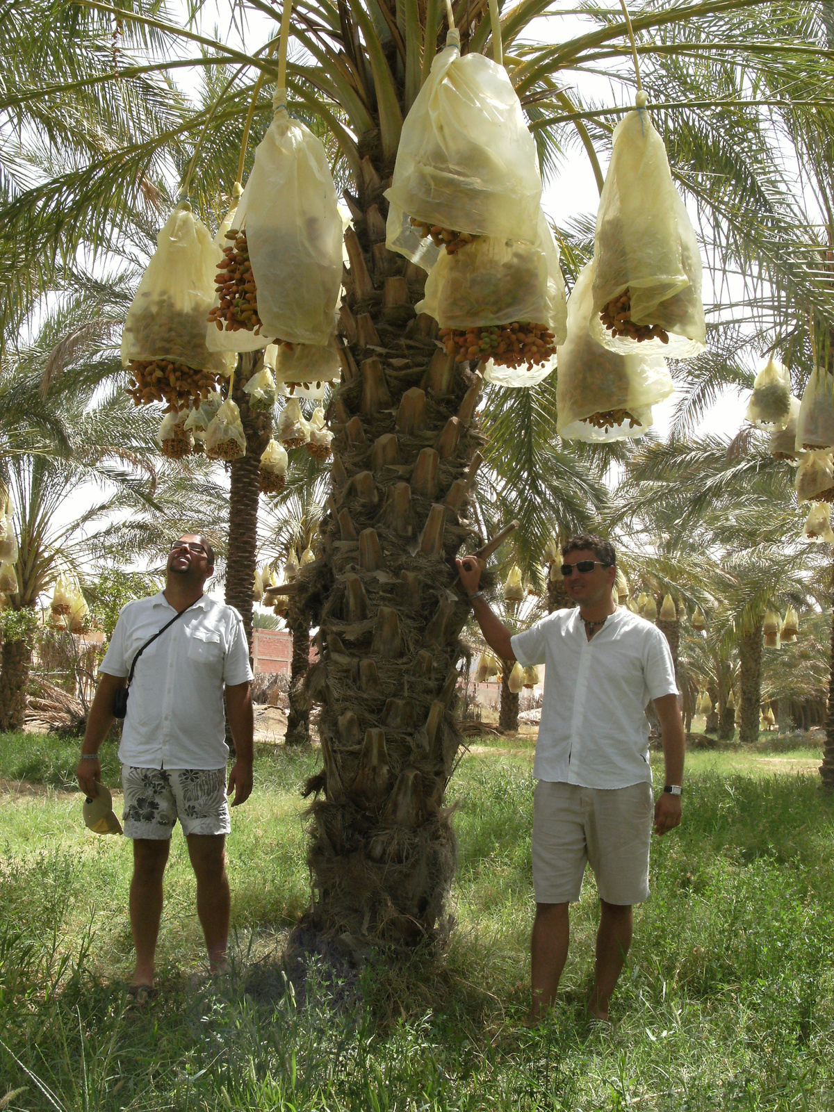 Djerba 2009 005 (168)